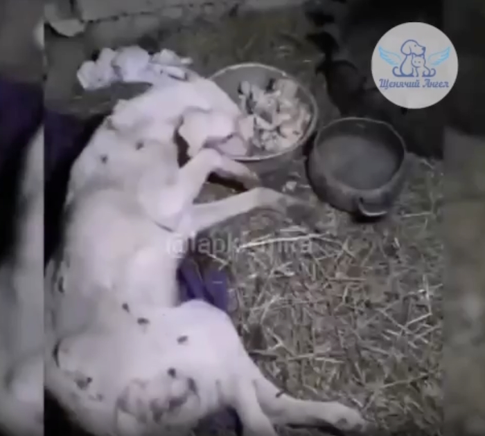 Мы забрали Самур истощенную, голодную, вся в колючках и ранках