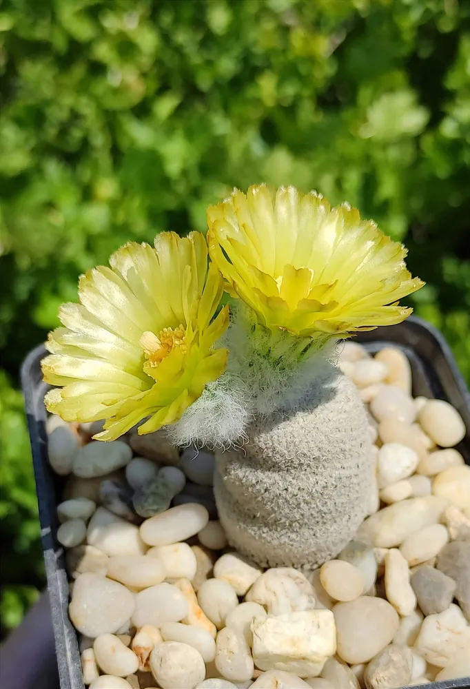 ���� �� ��������� ������� ������ 