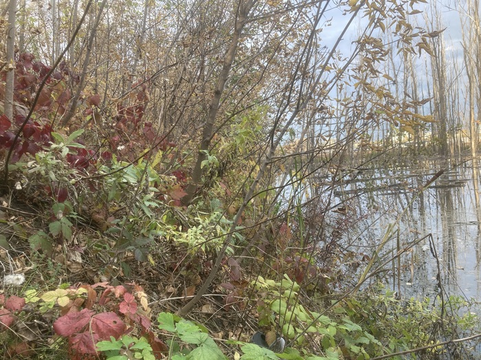 Эффект затонувшего леса
