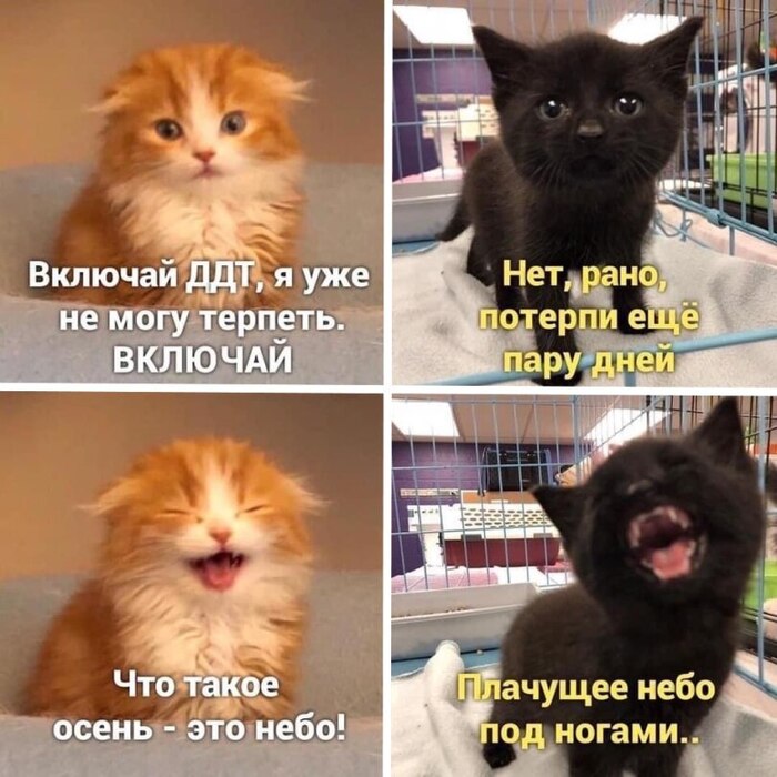 И так каждую осень