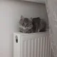 ����� ����� ������ ���� �����������