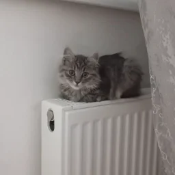 Nadushameow