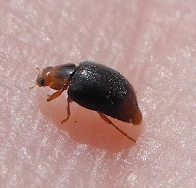 Scymnus haemorrhoidalis