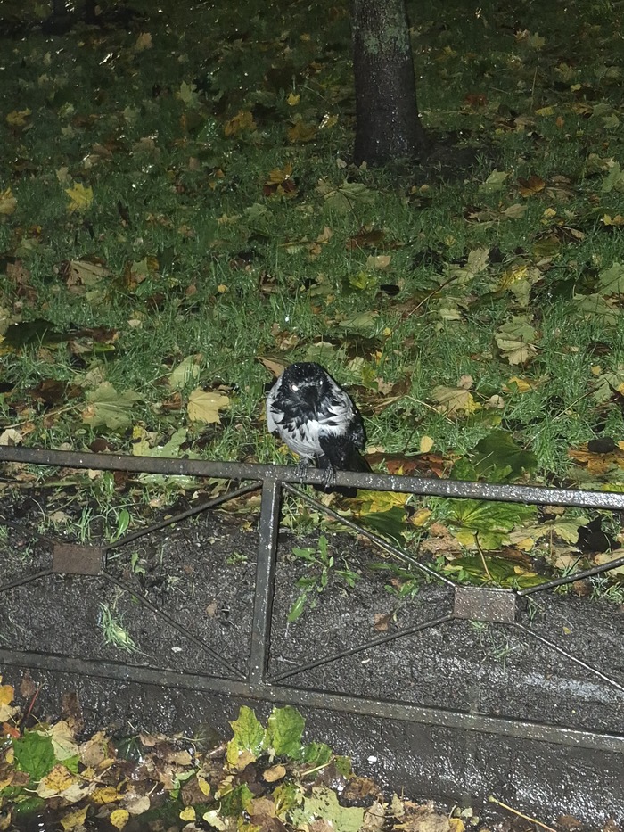 В любую погоду, в дождь мокнет