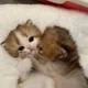 ����� ����� ������ ���� �����������