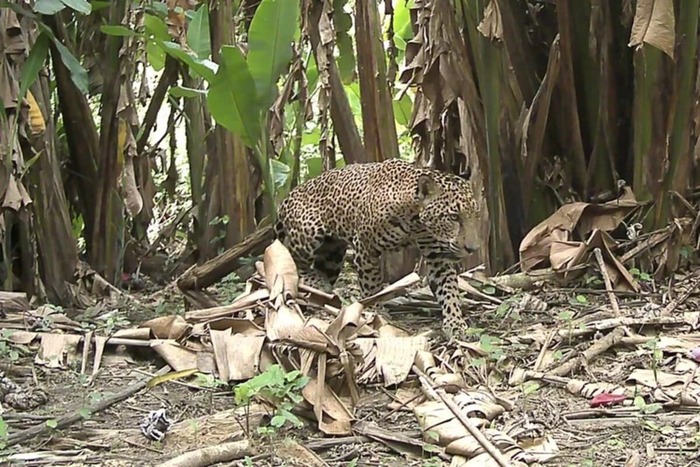 ������� ������ ������� � ������ �������� ����������� ������� � Panthera