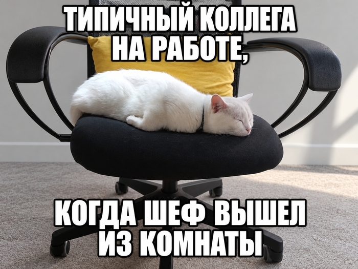 Этот кот не собирает донаты на Пикабу, он просто отрабатывает своё место в офисе