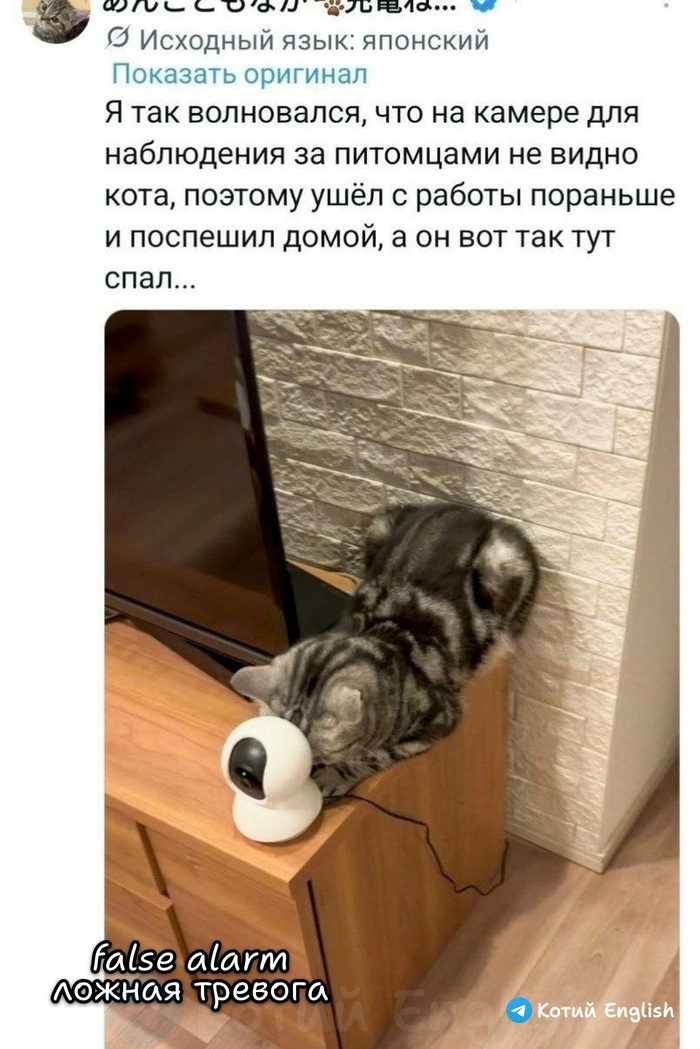 Ложная тревога
