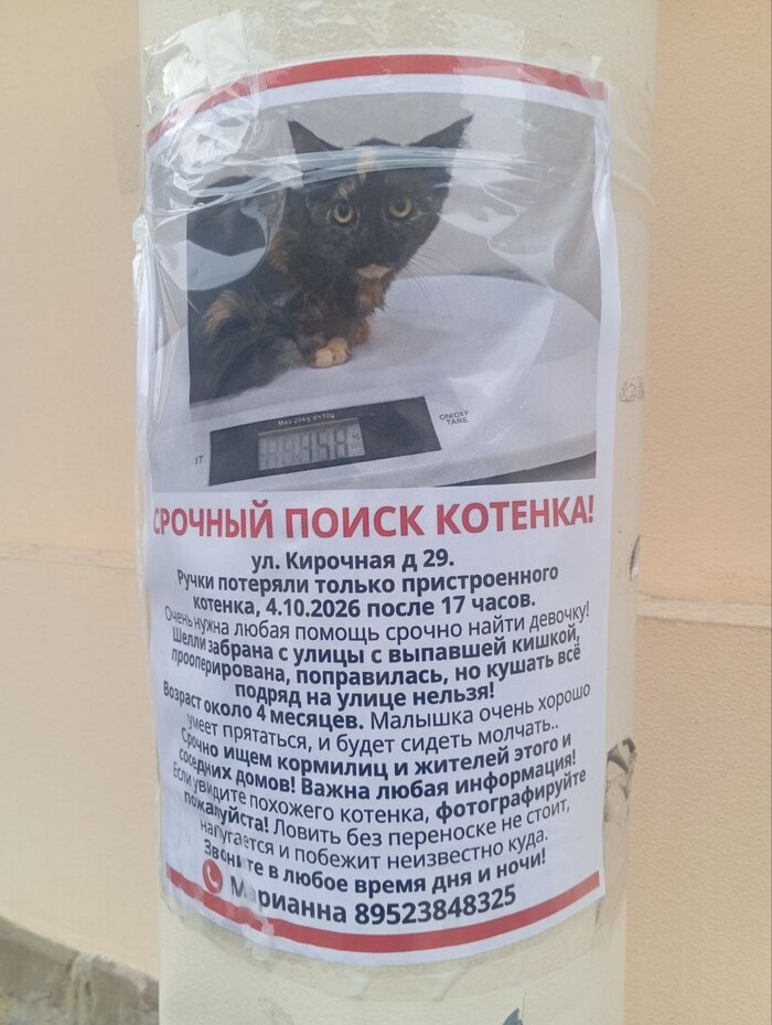 СРОЧНО ПОИСК КОТЁНКА