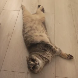 MishutkaTryam