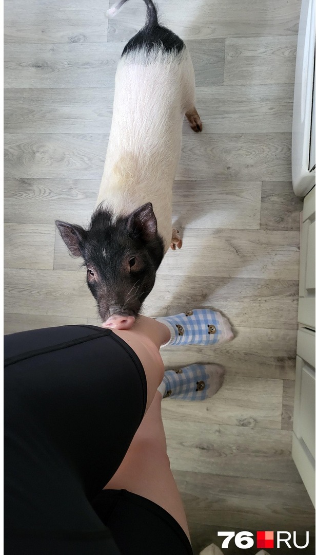 ���� �� �������� �� ��������. ����: <!--noindex--><a href="https://pikabu.ru/story/v_yaroslavle_devushka_kupila_minisvinku_za_15_tyisyach_cherez_poltora_goda_v_kvartire_zhivyot_keks_na_39_kg_kotoryiy_sam_otkryivaet_kholodilnik_14458749?u=http%3A%2F%2F76.RU&t=76.RU&h=dfd84e7db43c21df412e1922d7f7e65ecce237c9" title="http://76.RU" target="_blank" rel="nofollow noopener">76.RU</a><!--/noindex-->