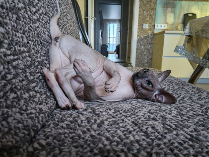Немного кошачьей эротики