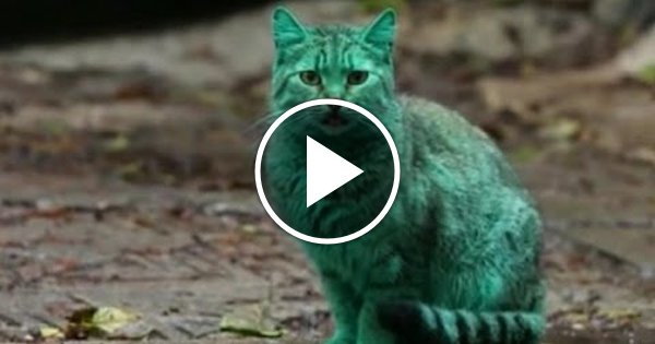 Зеленый котик. Зеленый кот Варна. Зеленая кошка. Кошка зеленого цвета. Бирюзовая кошка.