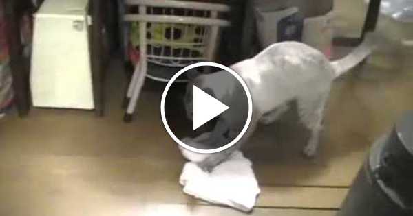 кот со шваброй. котенок моет пол. кот моет полы. кот убирается. кот моет пол мем.