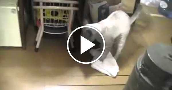 кот моющий пол. кот моющий пол. кот моет пол мем. девушка полу кот. кот моющий пол.