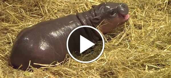 Карликовый бегемот детеныш. Карликовый гиппопотам. Критский карликовый бегемот. Критский карликовый бегемот. Новорожденный бегемотик.