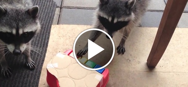 Енот есть печеньки. Книги для детей енот не знает нот. Енот танцор. Забота от енота. Енот знает.