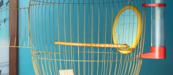 Тайная жизнь пернатых. Тайная жизнь пернатых. Тайная жизнь домашних животных попугай. Красноярская птичка. Тайная жизнь пернатых.