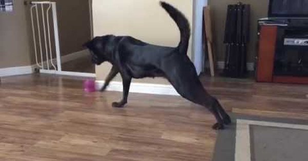 Дисплазия суставов у лабрадоров. Дисплазия суставов у лабрадоров. Овчарка на белом фоне. Собака тянет заднюю лапу. Дисплазия тазобедренных суставов у собак.