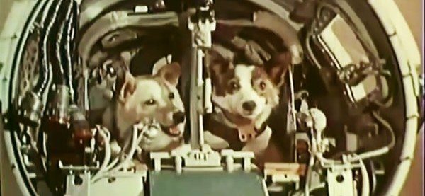 Какие животные первыми побывали в космосе. Собака белка и стрелка 1960. Спутник 5 19 августа 1960. Белка и стрелка полёт в космос. Полет в космос собак белки и стрелки.