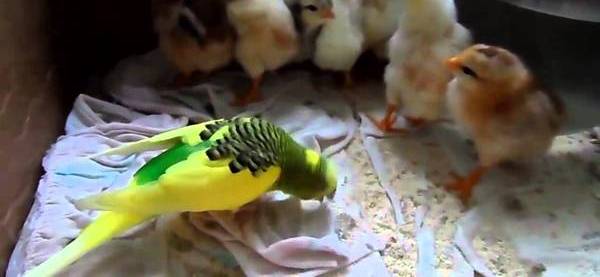 ЦЫПЛЕНОК И ПОПУГАИХА СКАЧАТЬ БЕСПЛАТНО ЦЫПЛЕНОК И ПОПУГАИХА СКАЧАТЬ БЕСПЛАТНО