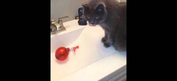 Наглый экспериментатор | Пикабу