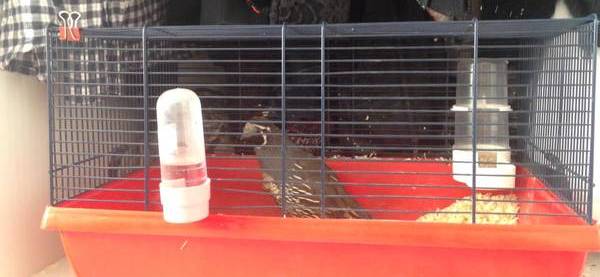 Калифорнийский хохлатый перепел | Пикабу