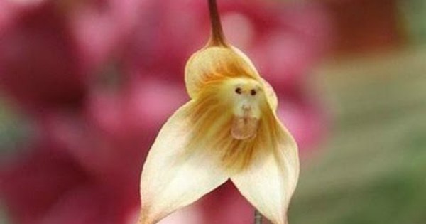 Необычные смешные цветы. Орхидея ятрышник итальянский. Орхидея офрис. Орхидея обезьянья дракула. Офрис пчелоносная.