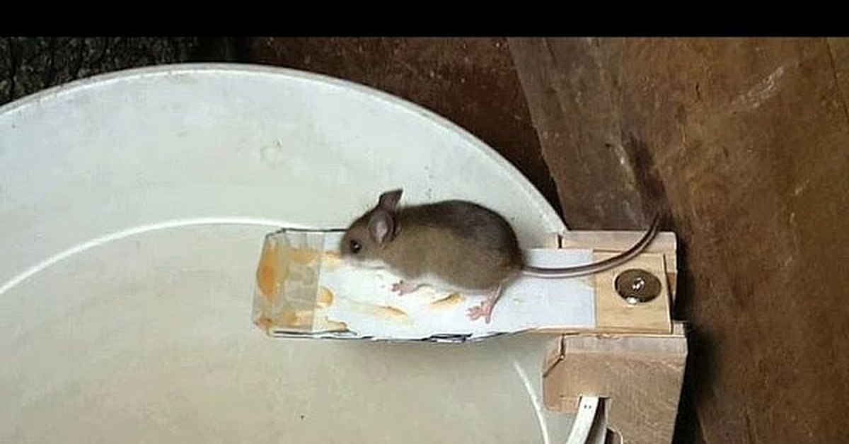 Крысы в идеальных условиях