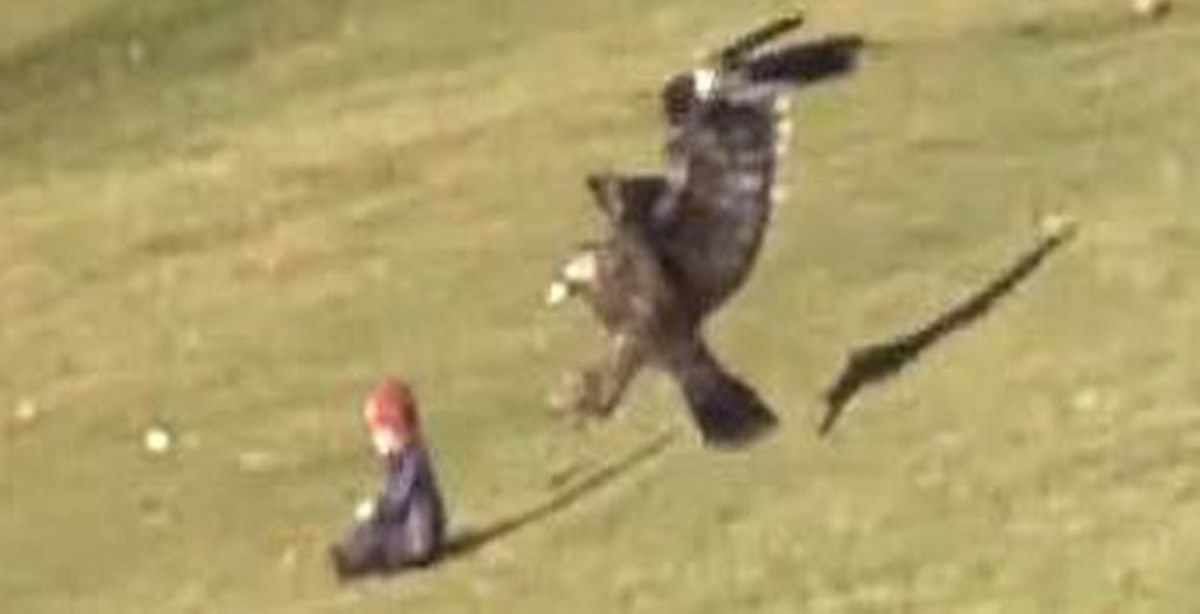 Нападение орла. Птица унесла ребенка. Орел нападает на ребенка. Орел унес ребенка. Птицы атакуют людей.