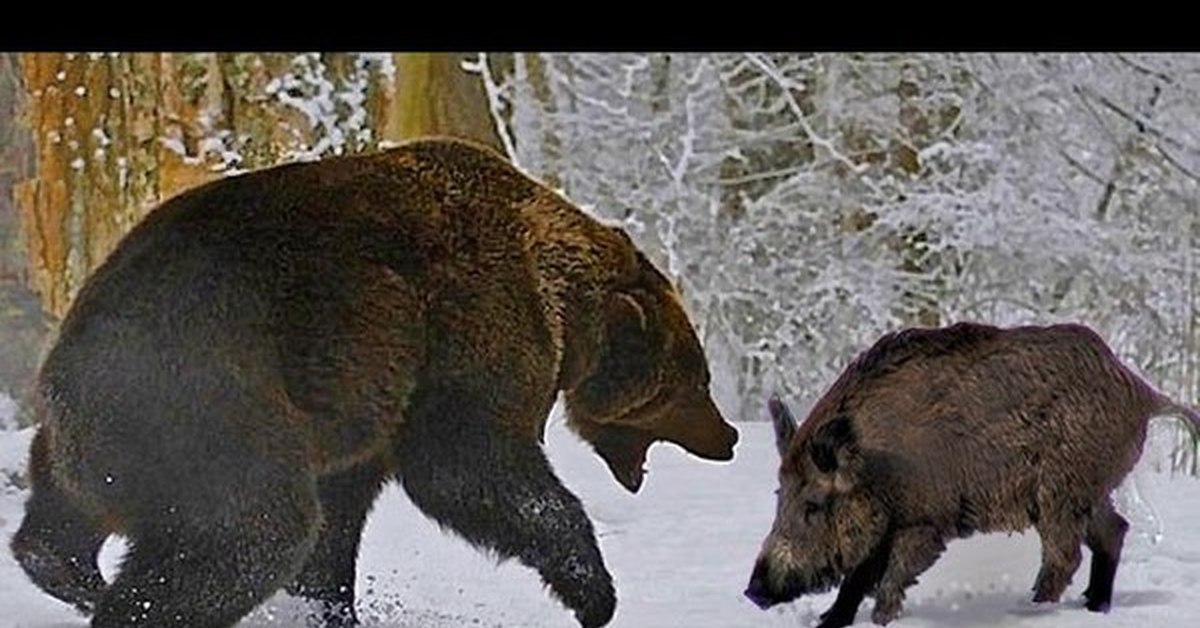 Бурый медведь против. Бурый медведь против секача. Кабан секач против волка.