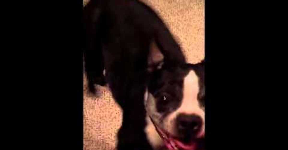 Собака танцует gif. Собака зажигает. Собака зажигает. Собака зажигает. Собака танцует лезгинку на ютубе.