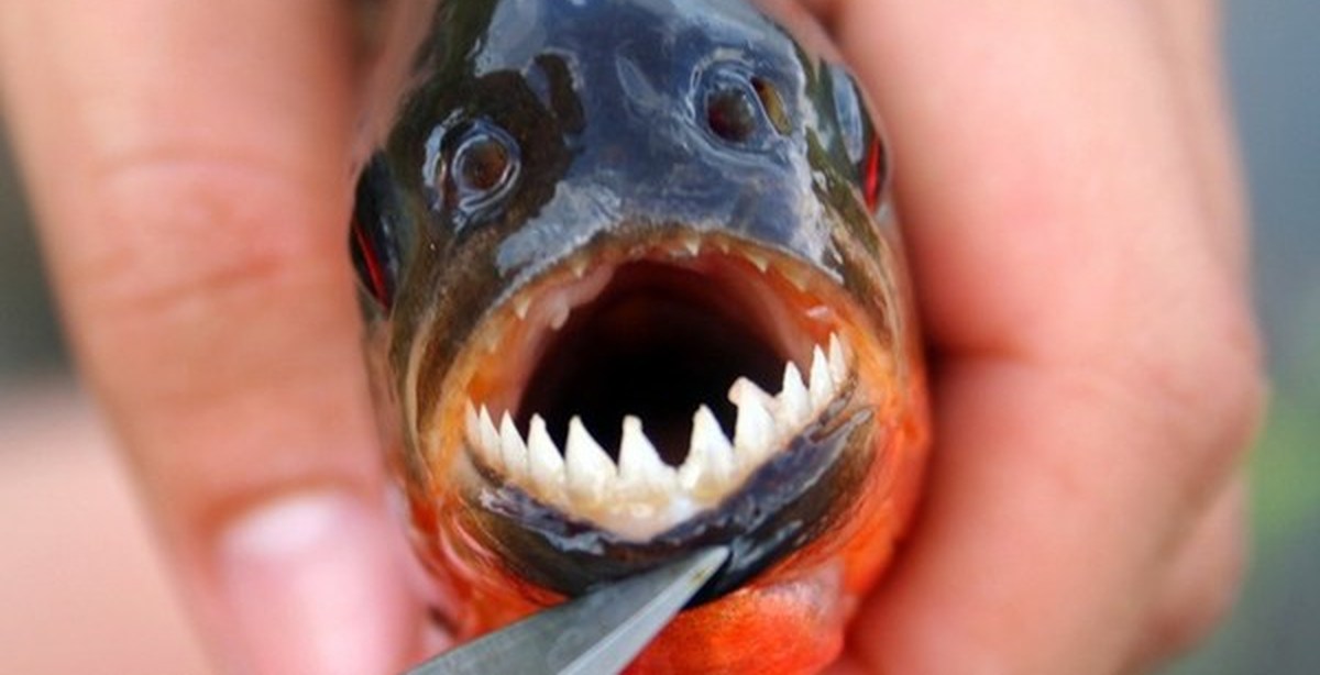 Как называется рыба которая есть людей. Рыба Пиранья. Ареал рыбы пираньи. Самая хищная рыба.