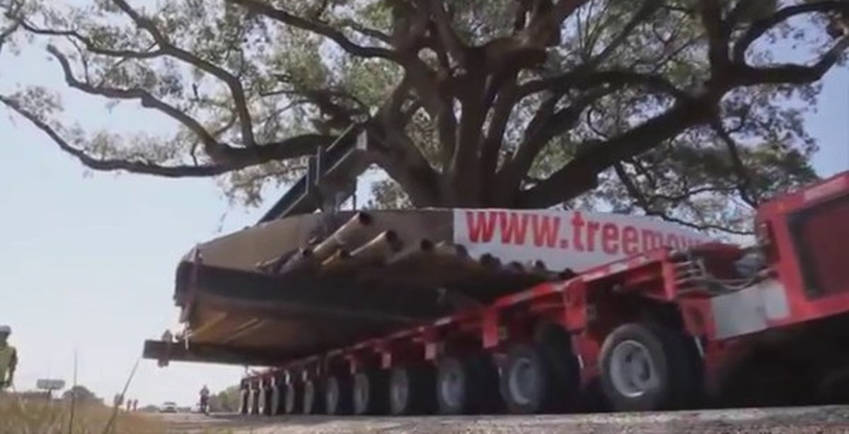 Пересадка огромных деревьев | Пикабу
