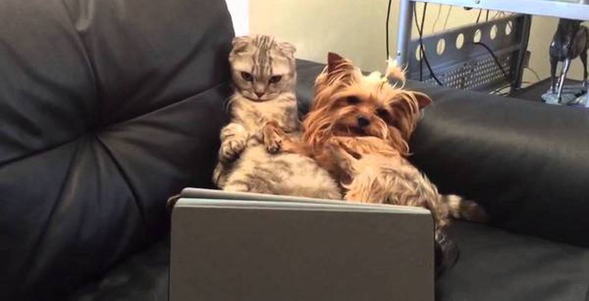 Собаки смотрят телевизор. Кот и телевизор. Котик смотрит телевизор. Кот перед телевизором. Котята перед телевизором.