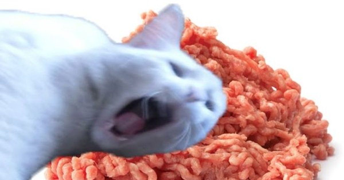 Можно ли котам фарш. Можно ли котам фарш. Еда для котят. Можно ли котам фарш. Можно ли котам фарш.