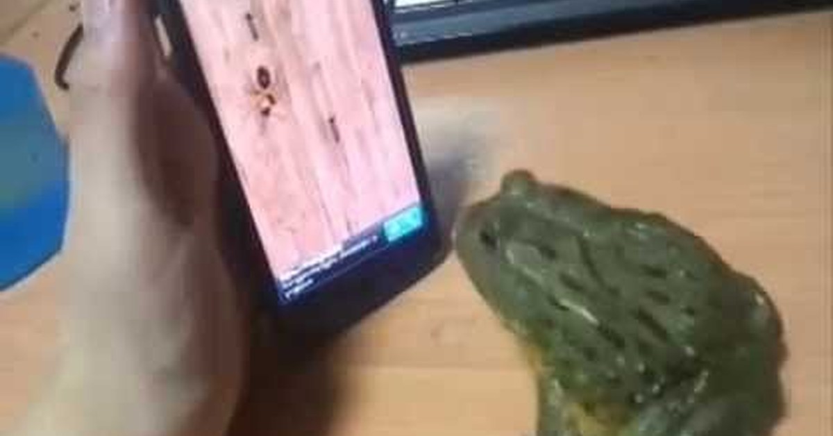 Жаба какает